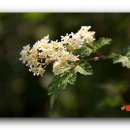 국수나무 이미지