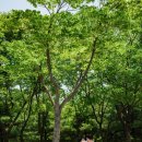 평촌공원 | 안양 웨딩스냅 촬영 후기｜평촌 공원에서 담은 자연스러운 야외 웨딩스냅 (아워컬러스냅)