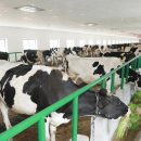 만성축산 이미지