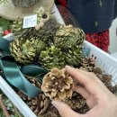 아도라 플라워 앤 카페 이미지