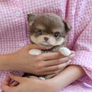 명랑한도그 | 대구강아지분양 항상 함께할 강아지 입양