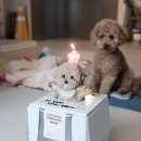 댕수무강 | 대구 강아지 케이크 수제간식 주문제작 후기 [댕수무강]