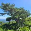 영산대-비로봉- 은수고개- ▲원효봉- 화엄늪-봉수대- 상북면 3 이미지