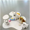 반려담애견유치원 | 우리 댕댕이 강남애견유치원 반려담애견유치원에서 행복해요