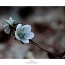 변산바람꽃 2월~3월에 피는 꽃
