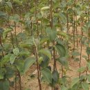 송학농원 이미지