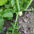 우리농장2 이미지