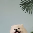 댕그라운드 이미지