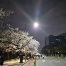 여의서로 | 2026년 여의도 벚꽃 야경 현황 화장실 자판기 유무 등 후기