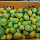 제주 감귤 껍질, 식약처 체지방 감소 기능성 원료로 등록 이미지