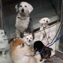 으뜸반려견유치원 이미지