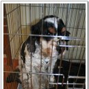 비비펫 동물병원 이미지