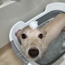 개털도사 이미지