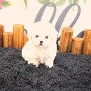 로얄독 강아지분양 화성동탄점 | 화성강아지분양 기다림은 끝났어요 행복한 우리집 새 식구 맞이했답니다