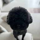 베베몽몽 이미지