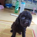 위드독스 이미지