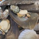 조개사랑 이미지