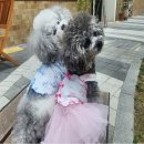 리봉봉 - 칠곡군 | 리봉봉