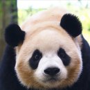 루이바오 너무 예쁘게 생겼어 이미지