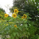 초록수채화 이미지