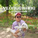 전남 | 2025 불갑산 불갑사 상사화 축제 현장후기 전남 영광 가볼만한곳