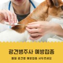 가든펫동물병원 | 2021년 서울시 봄철 광견병 예방접종 지원 실시 서두르세요!