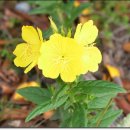 옥산농원 이미지