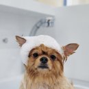 스위프트살롱 이미지