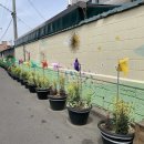 봄의마을광장 이미지