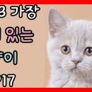 2023 가장 인기 있는 고양이 | Top17 popular cat breeds | 고양이 순위 | 고양이 랭킹 순위 정해주는 남자 이미지
