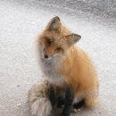 여우야PC 이미지