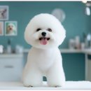 애견미용실 이미지