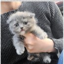 부천강아지분양 고양이분양 24시 데려가개 부천점 이미지