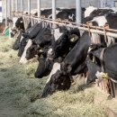 큰대광목장 이미지