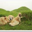 짚풀공원 Daum카페