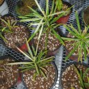 부흥 농장2 이미지