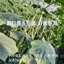 메디풀(Medipool) 이미지