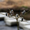 버들강아지 이미지