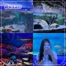 가상의 현실 | 부산 해운대 아쿠아리움 주말 데이트 후기 주차 시간, 할인 정보