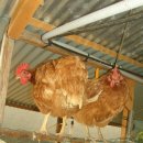 우리집토종닭 이미지