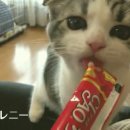 챠오챠오 이미지