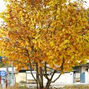 아줌마 홀로 떠난 자전거여행[결혼기념여행]도산서원, 안동댐, 하회마을의 가을풍경-호미숙 이미지