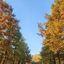[용인 여행] 호암 미술관 : 에버랜드 옆 이런 곳이? 경기도 단풍 명소 희원 정원 / 용인 가볼만한 곳...