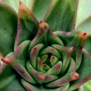 쿤타킨테 이미지