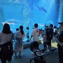 아쿠아리움 이미지
