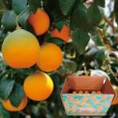 다온푸드 이미지