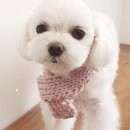 펫소울메이트 | 🫰 &#34; 펫 소울메이트&#34; 는 서비스의 대가 🫰