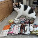 피제이글로벌 | 보레알 돼지고기&amp;송어 ㅣ 입 짧은 포니가 다시 먹기 시작한 고양이 주식캔 내돈내산 후기