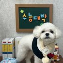 멍멍이까까 이미지