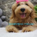 디자인독 이미지